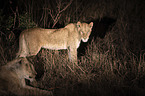 Lwen bei Nacht