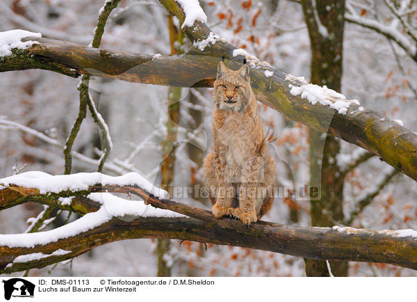 Luchs auf Baum zur Winterzeit / DMS-01113