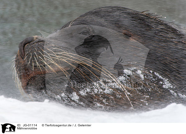 Mhnenrobbe / Patagonian sea lion / JG-01114
