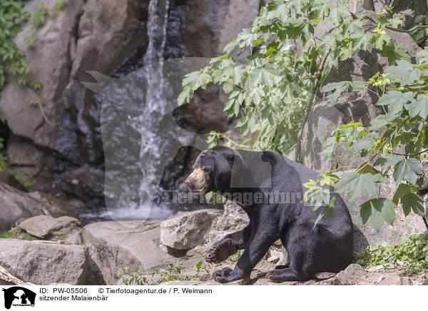 sitzender Malaienbr / sitting Sun Bear / PW-05506