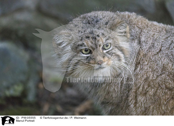 Manul Portrait / PW-05555