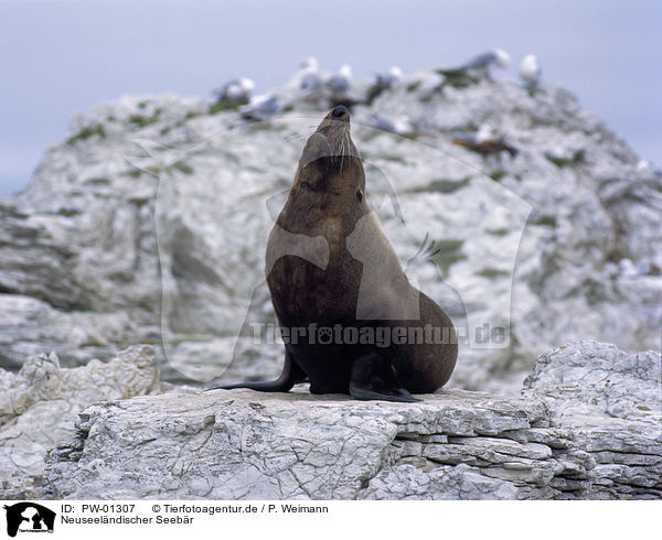 Neuseelndischer Seebr / New Zealand Fur Seal / PW-01307