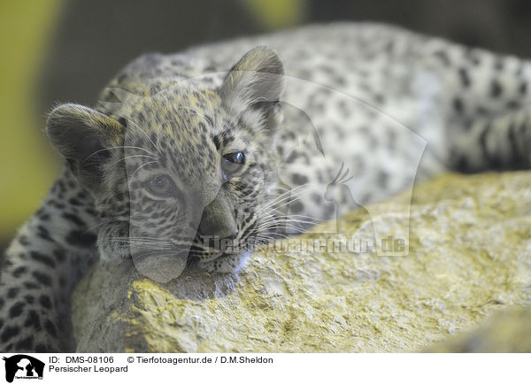 Persischer Leopard / DMS-08106