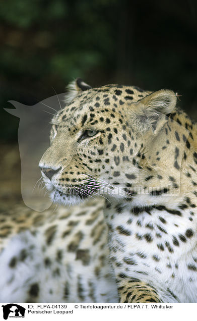 Persischer Leopard / FLPA-04139