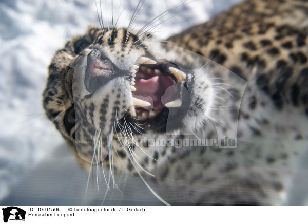 Persischer Leopard / IG-01506