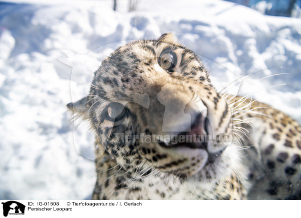 Persischer Leopard / IG-01508