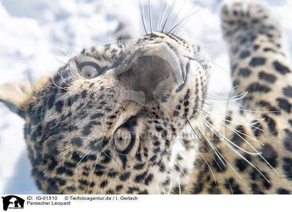 Persischer Leopard / IG-01510