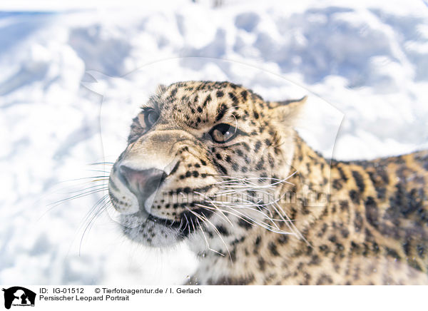 Persischer Leopard Portrait / Persian Leopard portrait / IG-01512