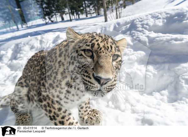 Persischer Leopard / Persian Leopard / IG-01514