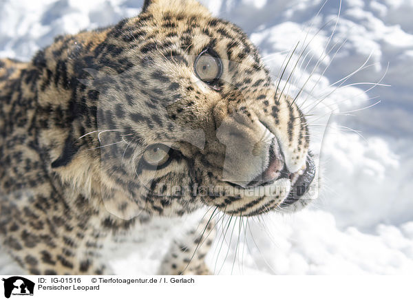 Persischer Leopard / IG-01516