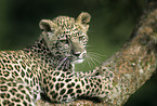 junger Persischer Leopard
