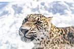 Persischer Leopard Portrait