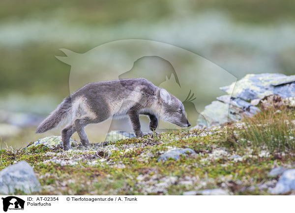 Polarfuchs / arctic fox / AT-02354