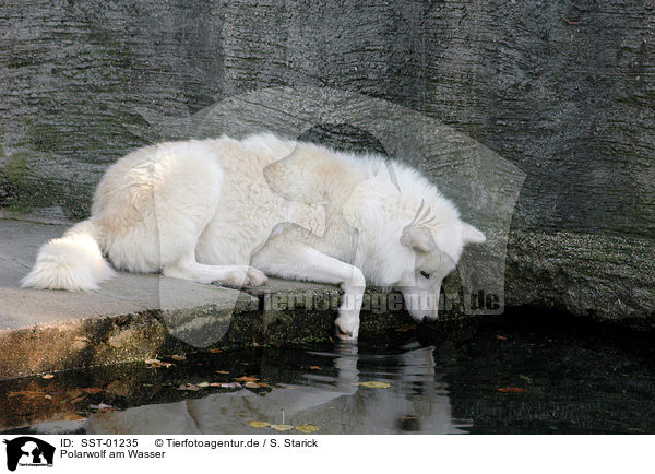 Polarwolf am Wasser / SST-01235
