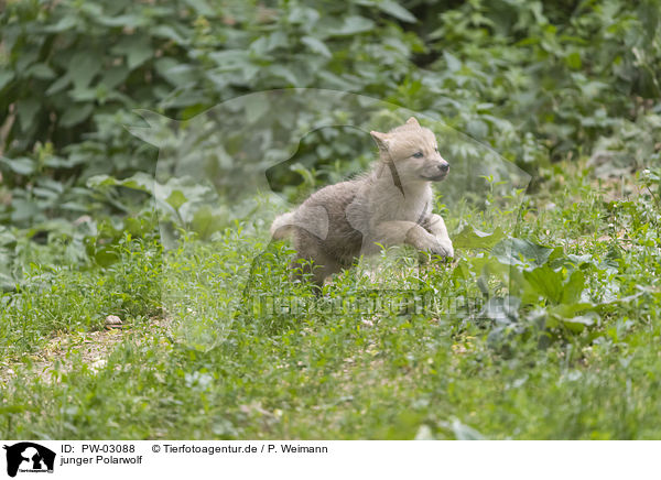 junger Polarwolf / young arctic wolf / PW-03088