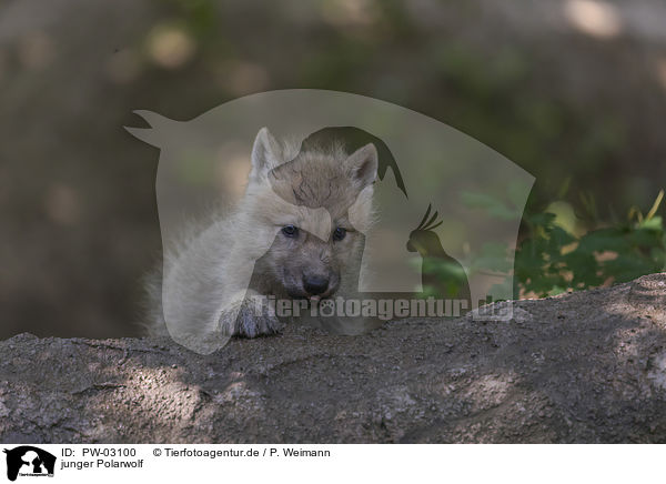 junger Polarwolf / young arctic wolf / PW-03100