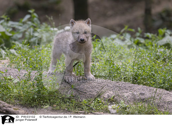 junger Polarwolf / young arctic wolf / PW-03102