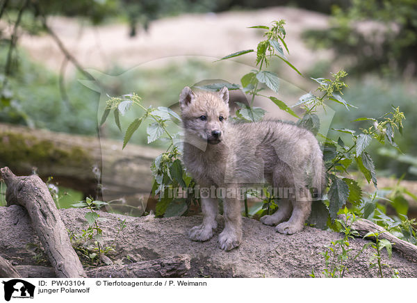 junger Polarwolf / young arctic wolf / PW-03104