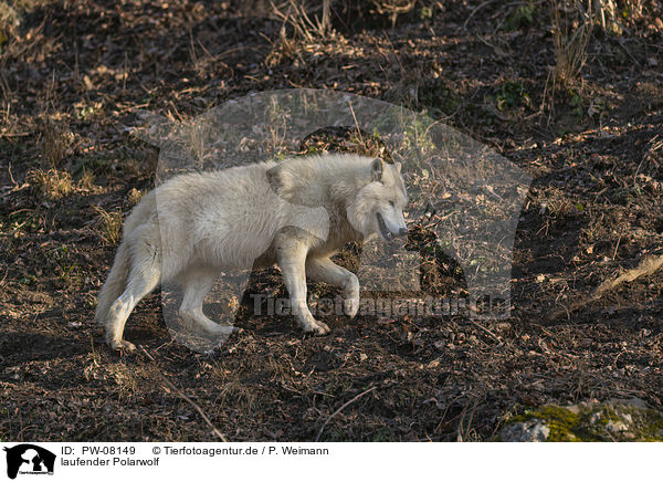 laufender Polarwolf / PW-08149