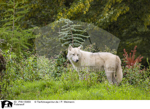 Polarwolf / arctic wolf / PW-15969