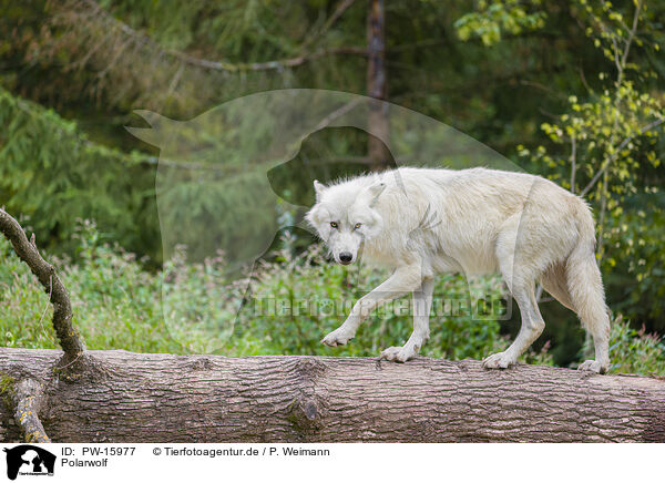 Polarwolf / arctic wolf / PW-15977