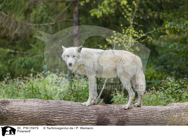 Polarwolf / arctic wolf / PW-15979