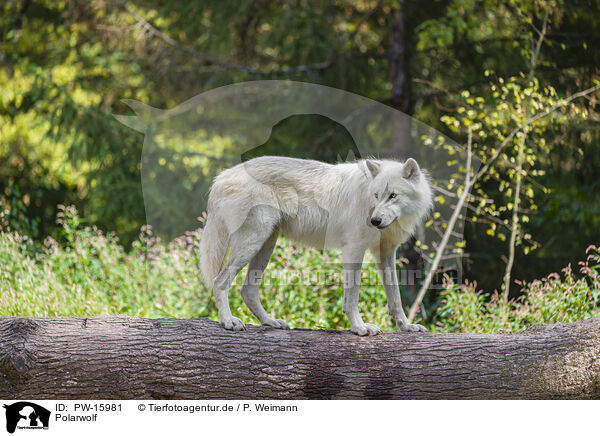 Polarwolf / arctic wolf / PW-15981