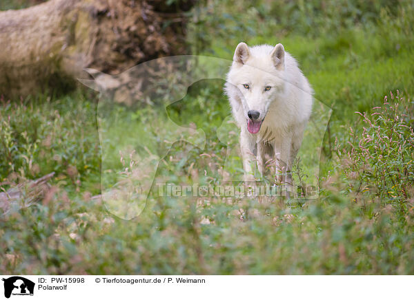 Polarwolf / PW-15998