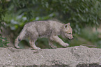 junger Polarwolf