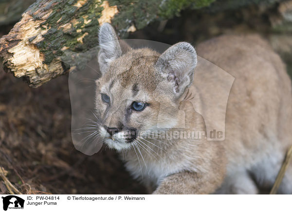 Junger Puma / PW-04814