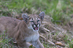 Junger Puma