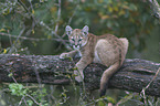 Junger Puma