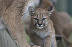 Puma Mutter mit Kind
