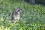 Puma Mutter mit Kind