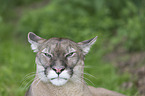 Puma Portrait