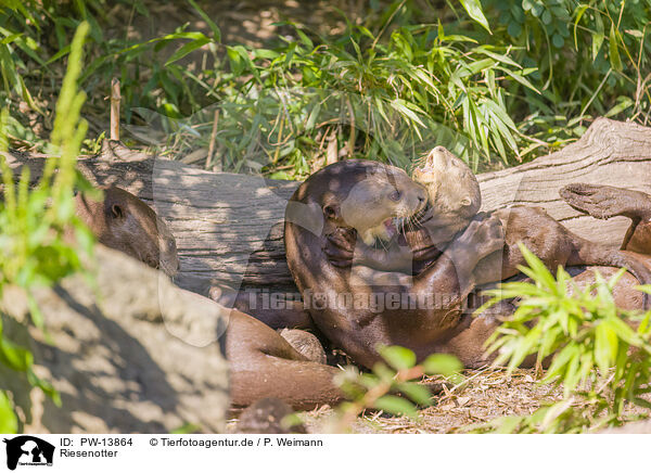 Riesenotter / giant otter / PW-13864