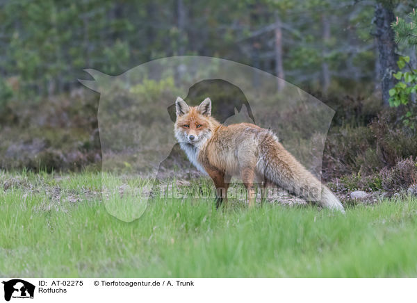Rotfuchs / red fox / AT-02275