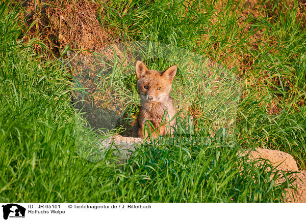 Rotfuchs Welpe / red fox pup / JR-05101