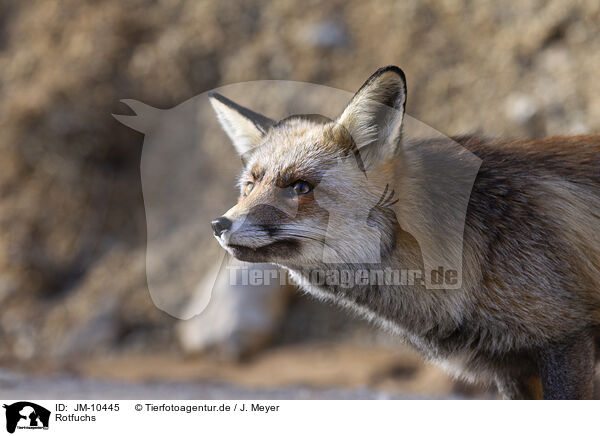 Rotfuchs / red fox / JM-10445
