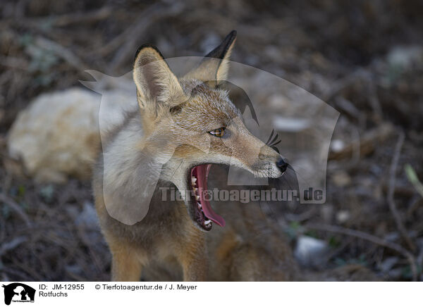 Rotfuchs / red fox / JM-12955