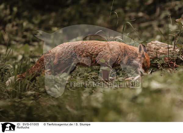 Rotfuchs / red fox / SVS-01005