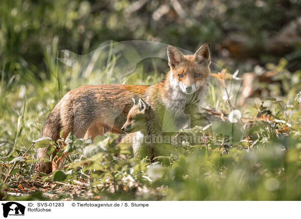 Rotfchse / red foxes / SVS-01283