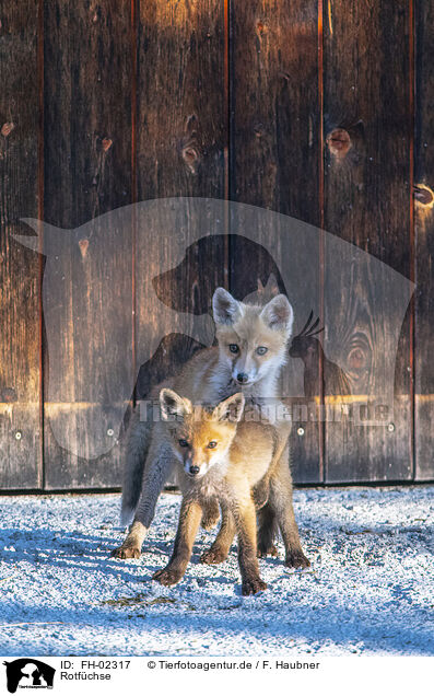 Rotfchse / red foxes / FH-02317