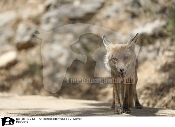 Rotfuchs / red fox / JM-17212