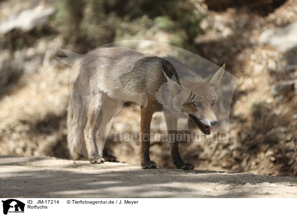 Rotfuchs / red fox / JM-17214