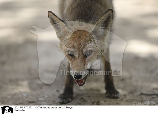Rotfuchs / red fox / JM-17217