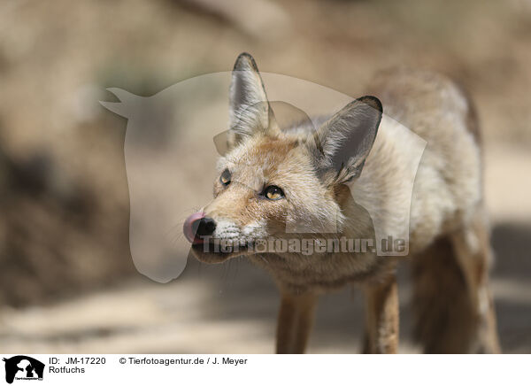 Rotfuchs / red fox / JM-17220