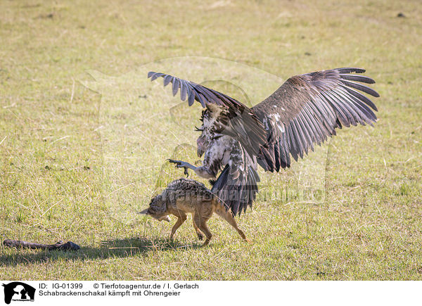 Schabrackenschakal kmpft mit Ohrengeier / Red Jackal fights with Lappet-faced Vulture / IG-01399