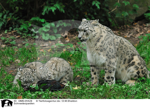 Schneeleoparden / snow leopards / DMS-05428
