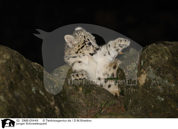 junger Schneeleopard / young snow leopard / DMS-05449